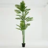 Arecapalm, Plant