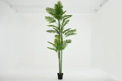 Arecapalm, Plant