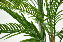Arecapalm, Plant