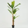 Bananenboom, Plant