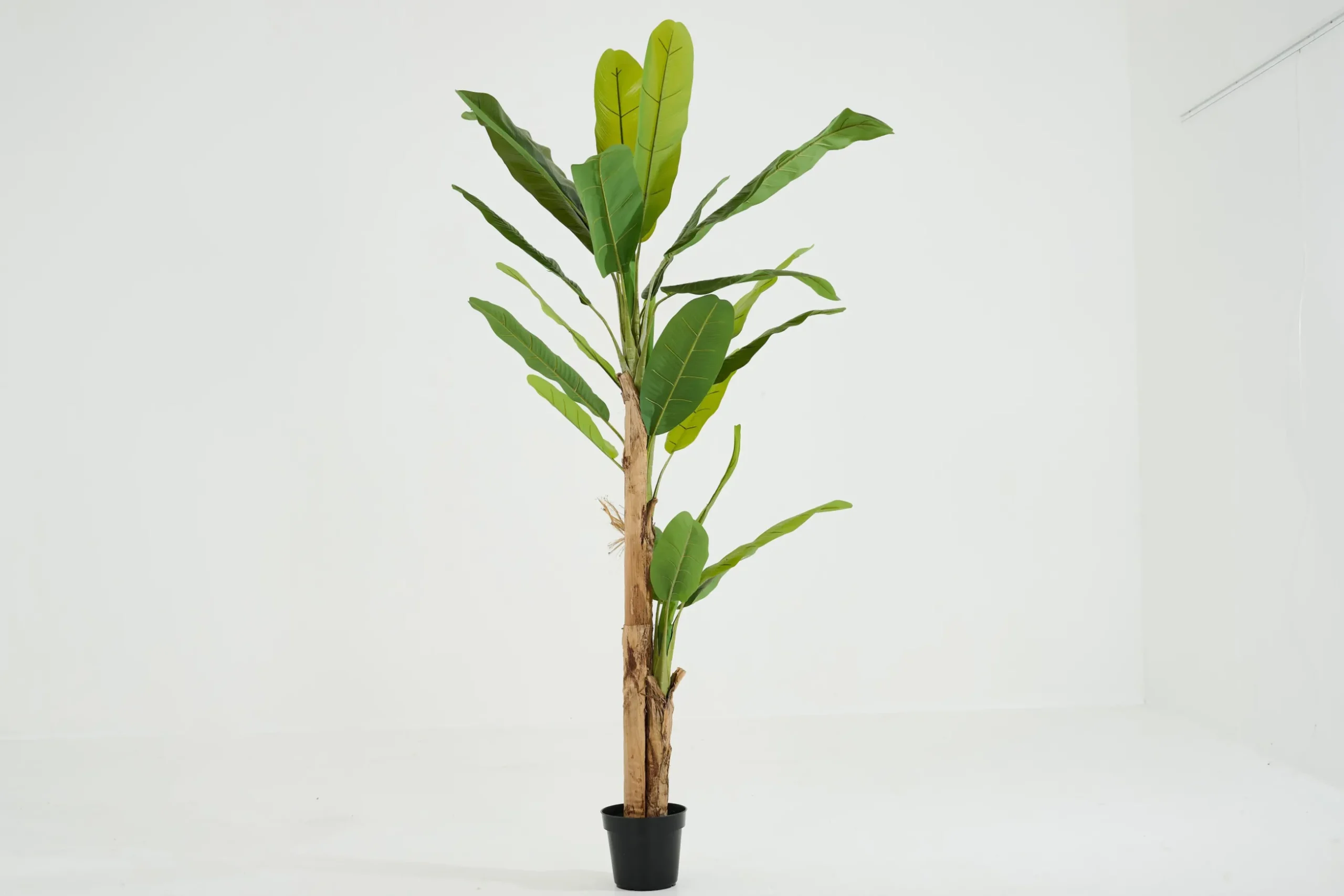 Bananenboom, Plant
