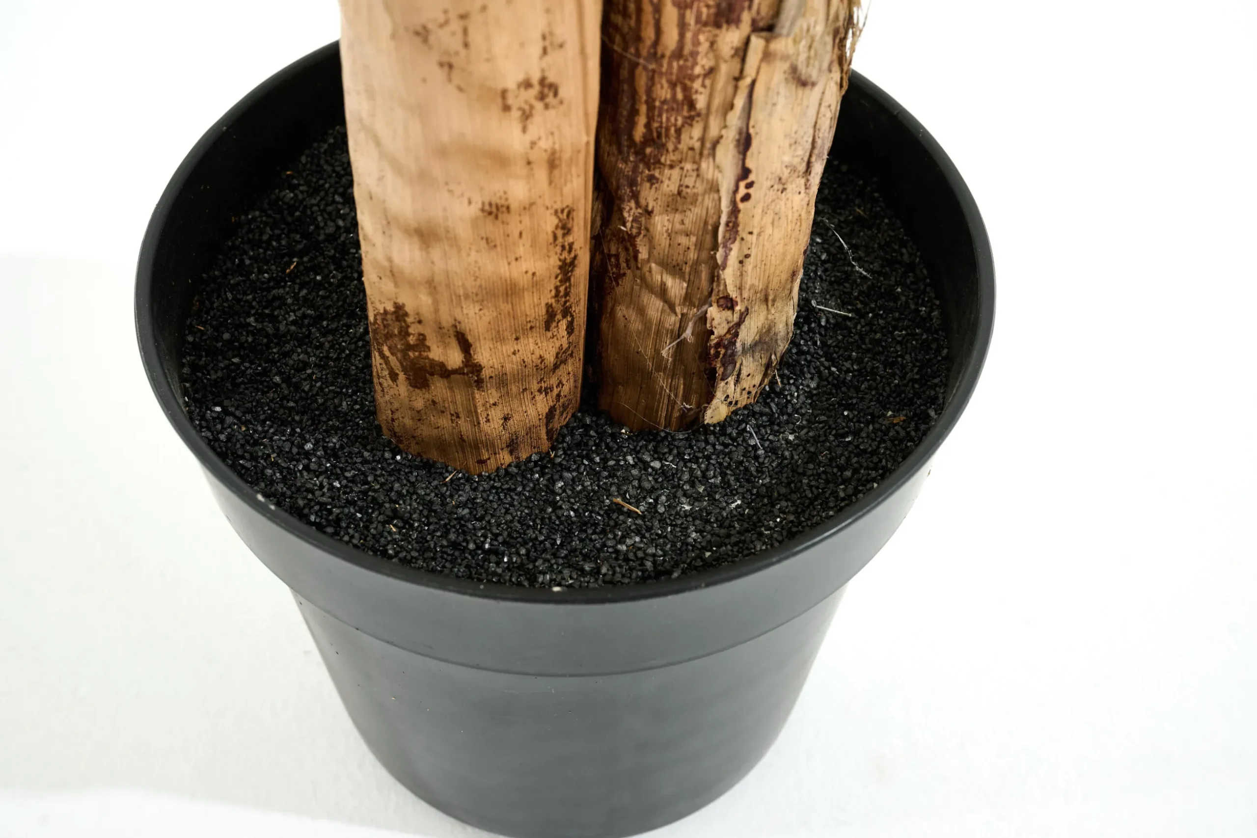 Bananenboom, Plant