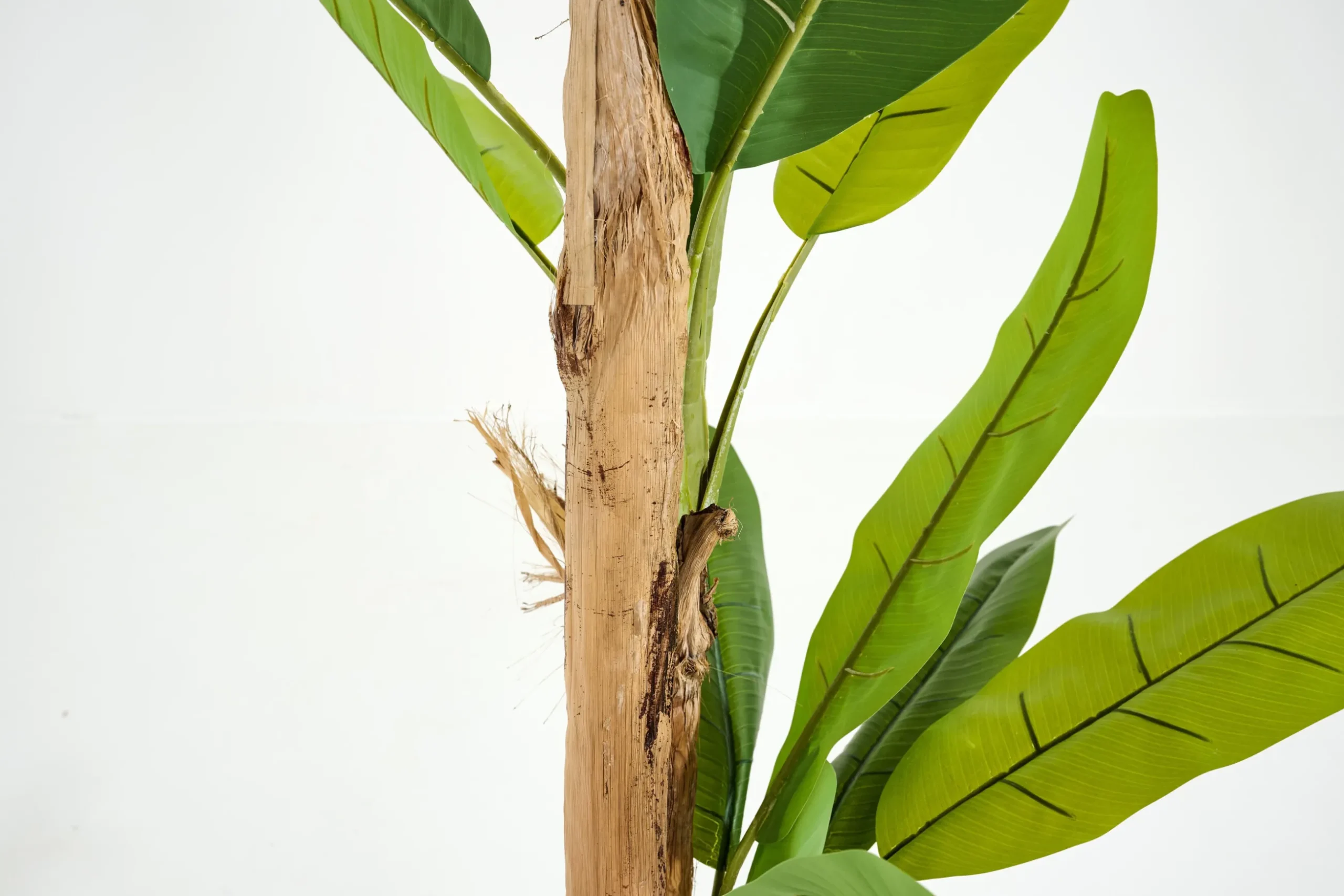 Bananenboom, Plant