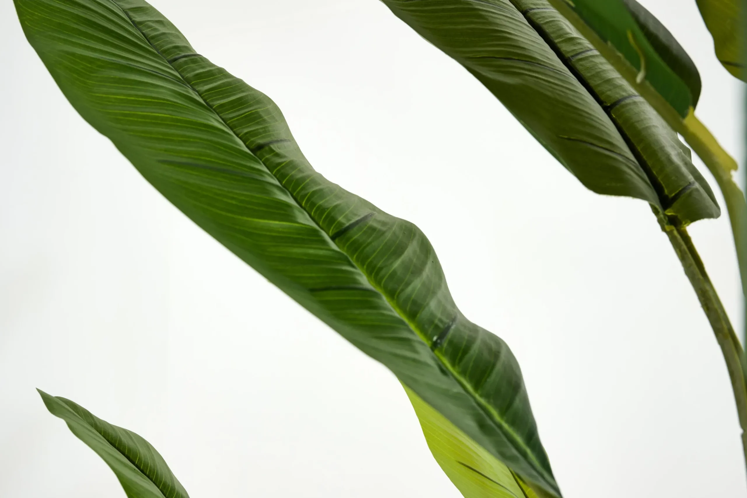 Bananenboom, Plant