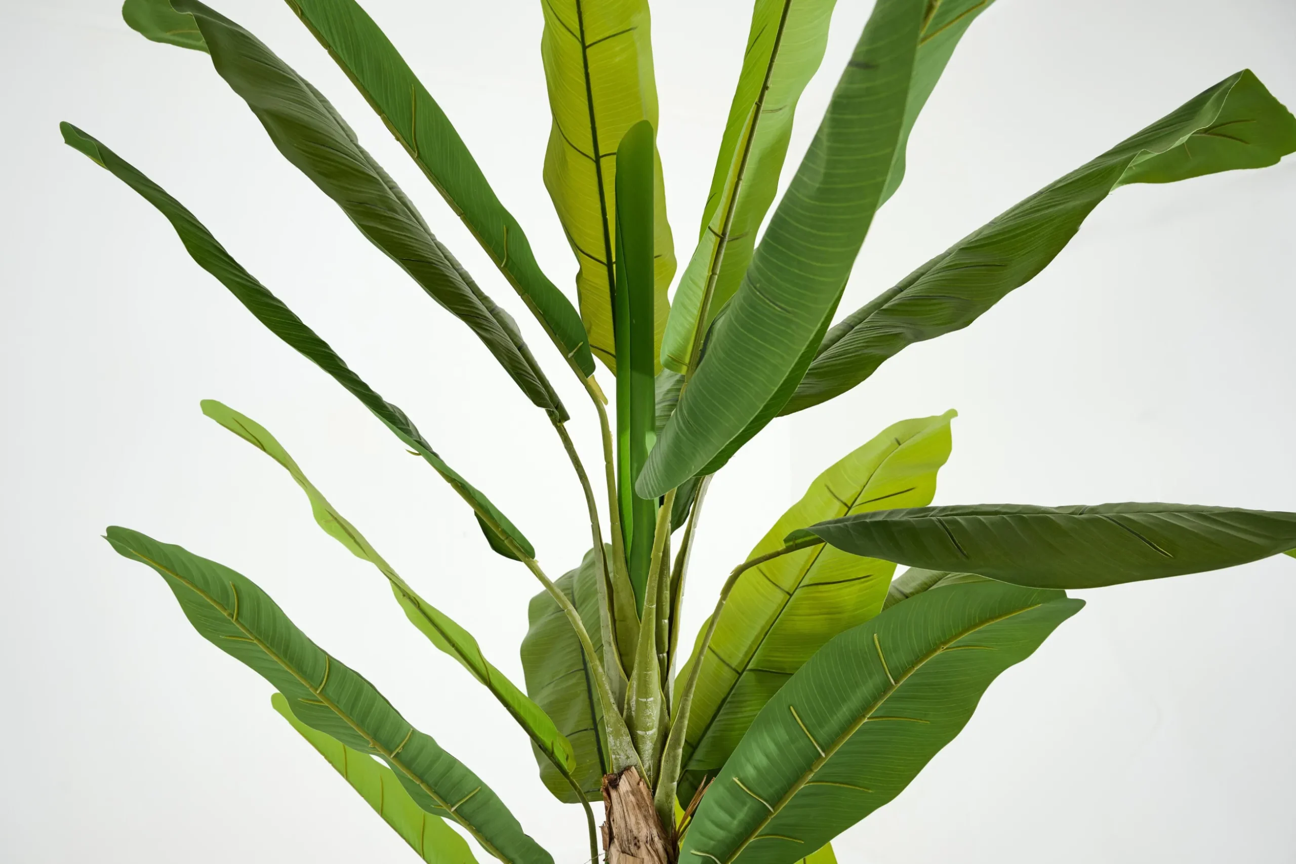 Bananenboom, Plant