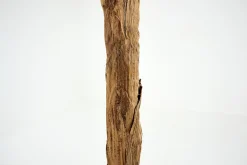 Bananenboom, Plant