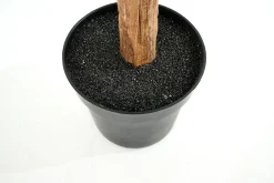 Bananenboom, Plant