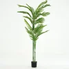 Betelpalm, Plant