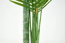Betelpalm, Plant