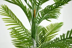 Betelpalm, Plant