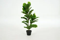 Fiddle Leaf-Vijg, Plant