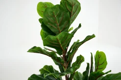 Fiddle Leaf-Vijg, Plant