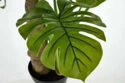 Monsteraplant, Plant