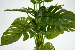 Monsteraplant, Plant